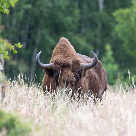Bialowieski Raj Białowieża Eksteriør bilde