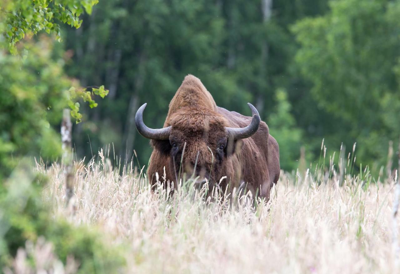 Bialowieski Raj Białowieża Eksteriør bilde