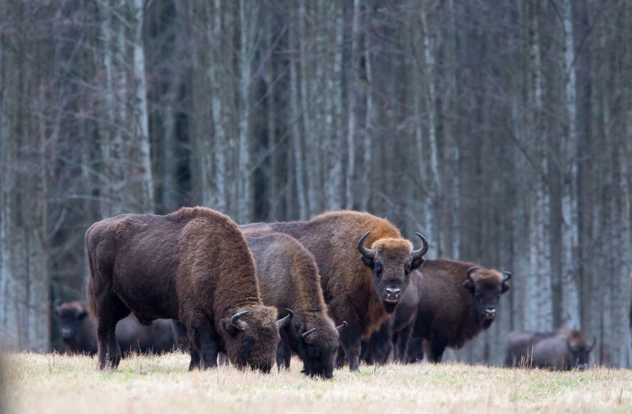Bialowieski Raj Białowieża Eksteriør bilde