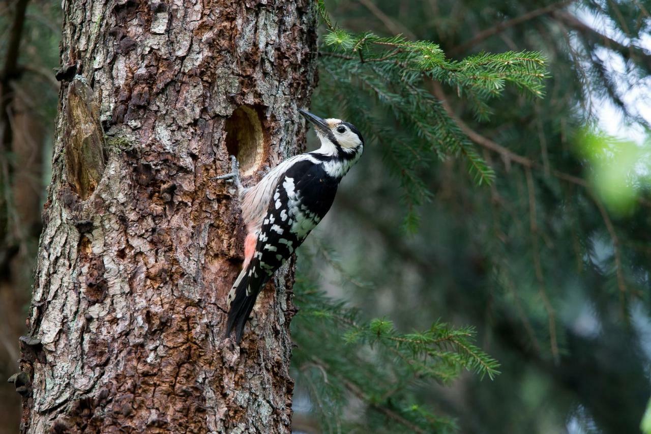 Bialowieski Raj Białowieża Eksteriør bilde